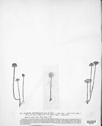 Mycena epipterygia image